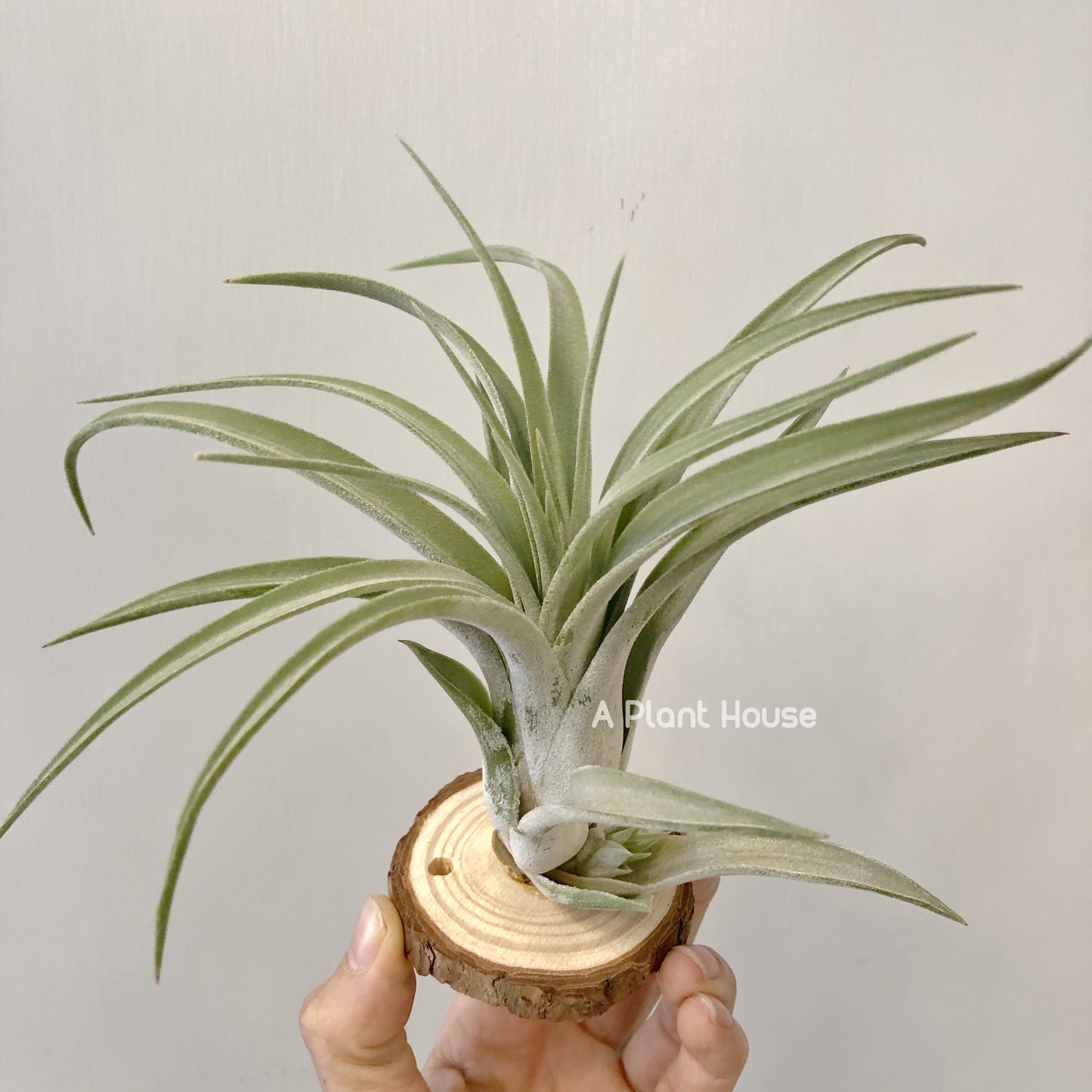 Tillandsia Chiapensis x Velutina