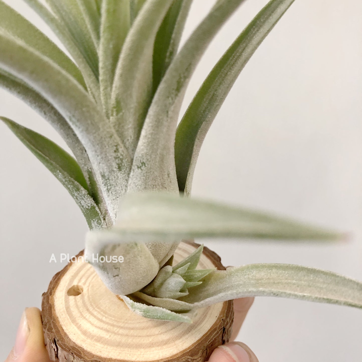 Tillandsia Chiapensis x Velutina