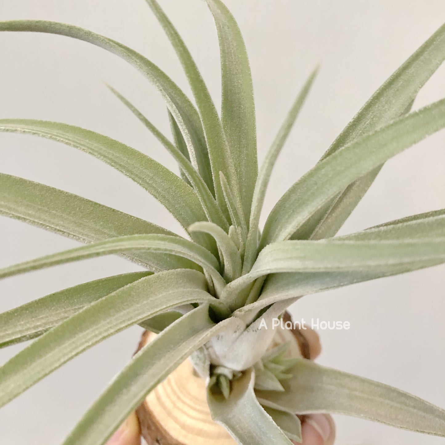 Tillandsia Chiapensis x Velutina