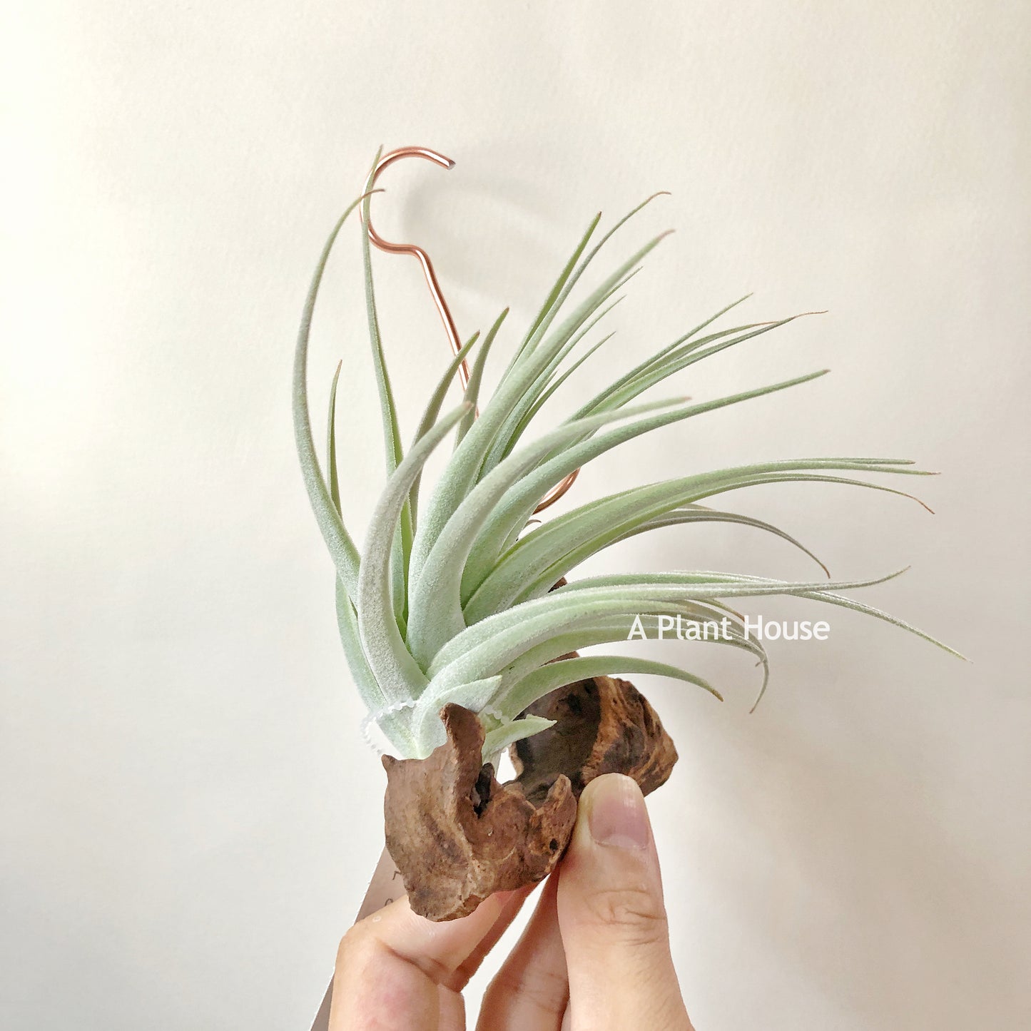 Tillandsia El Chapo