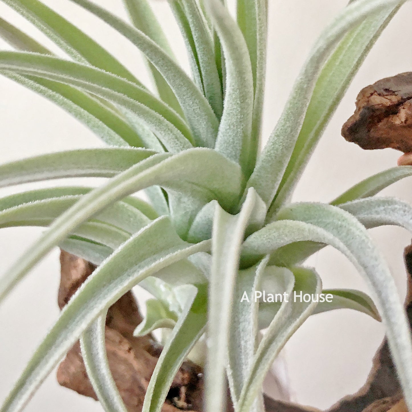 Tillandsia El Chapo