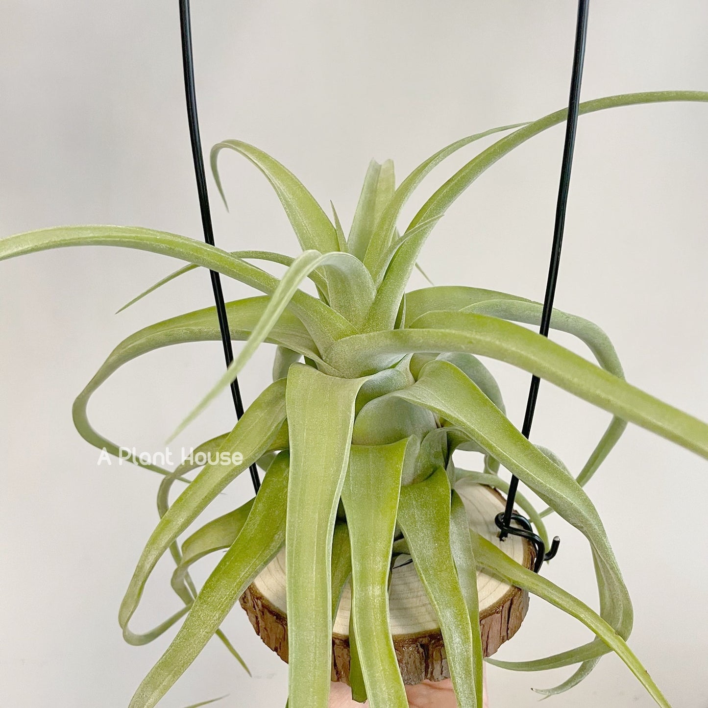 Tillandsia Streptophylla Guatemala