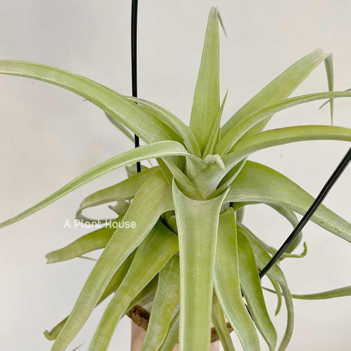 Tillandsia Streptophylla Guatemala