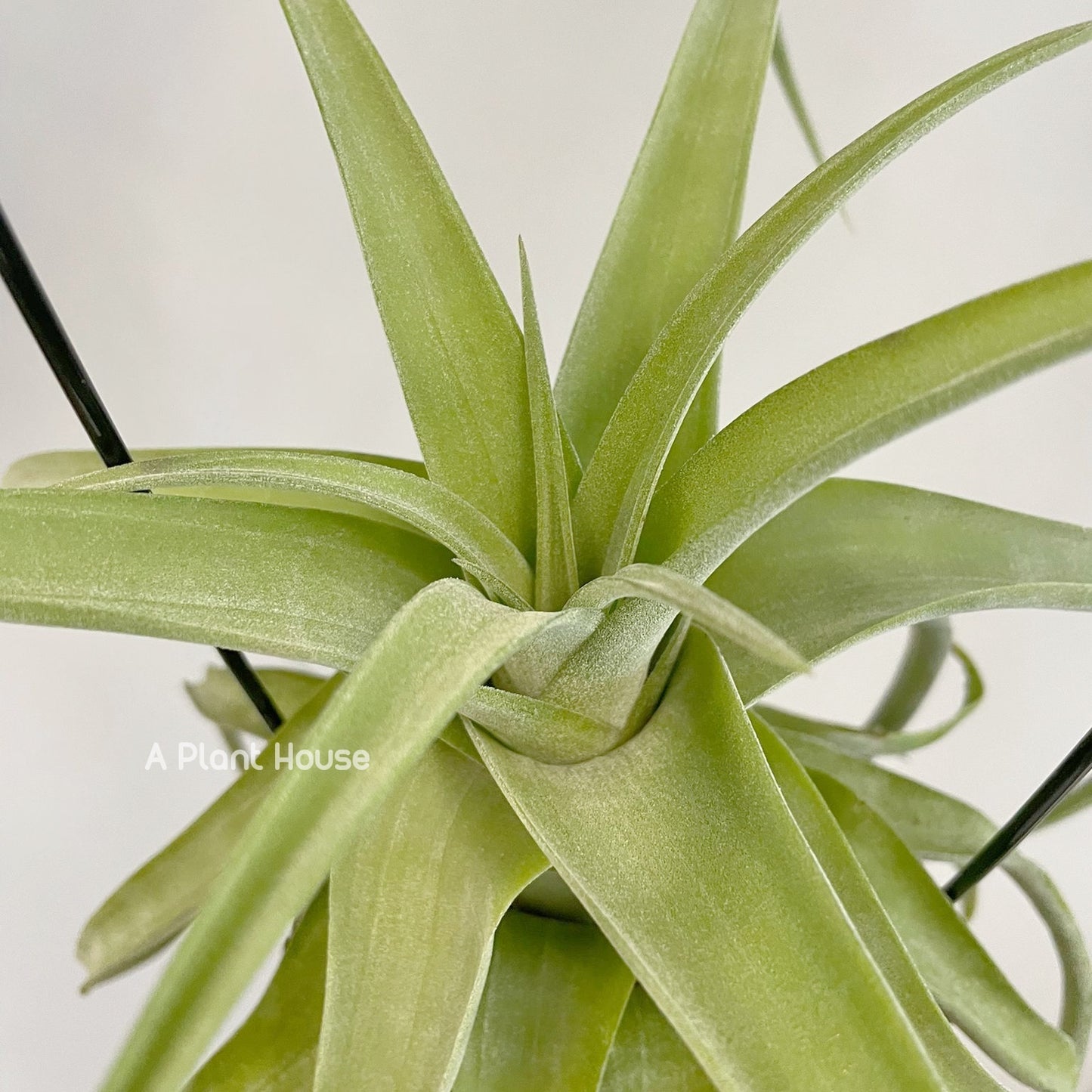 Tillandsia Streptophylla Guatemala