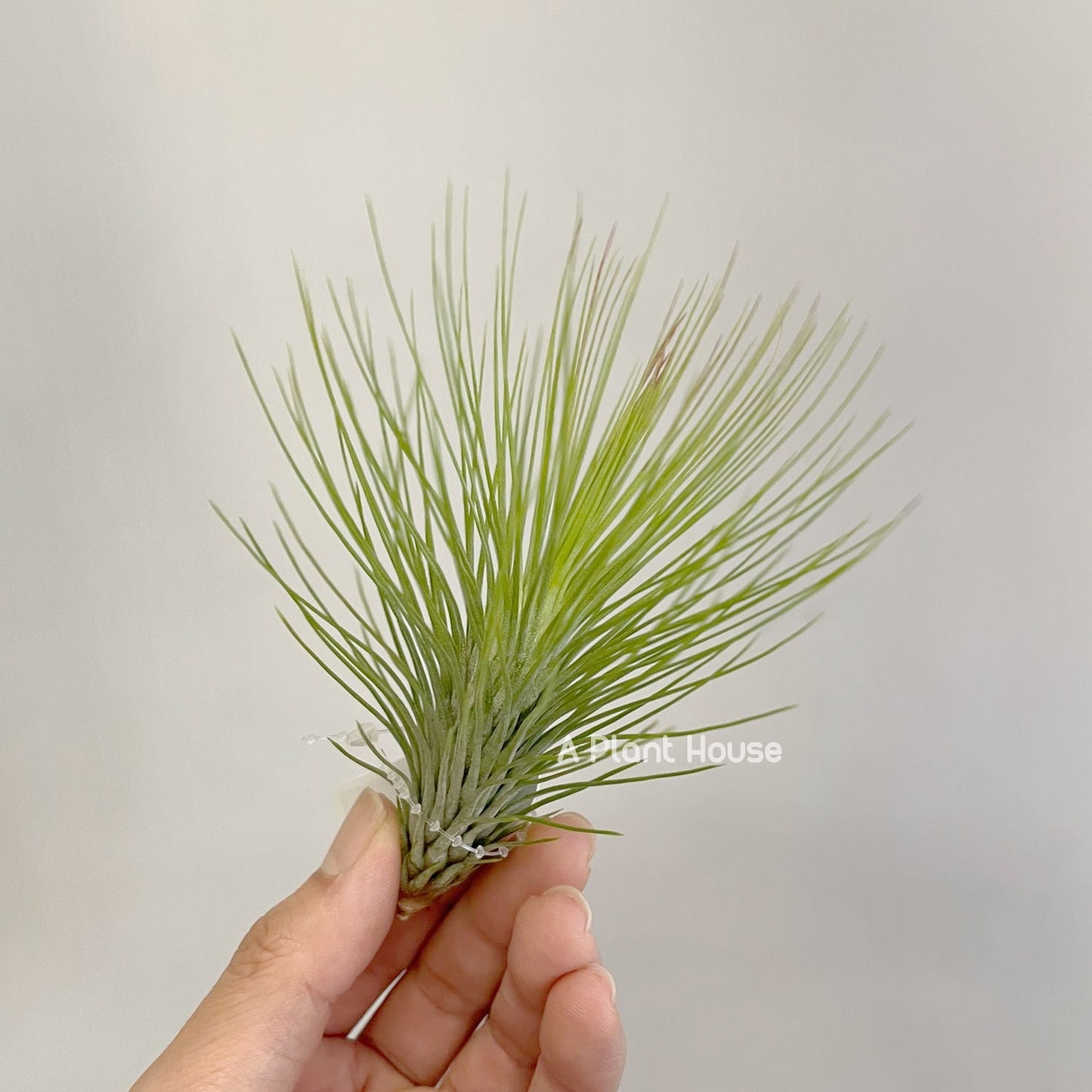Tillandsia Andreana x Funckiana