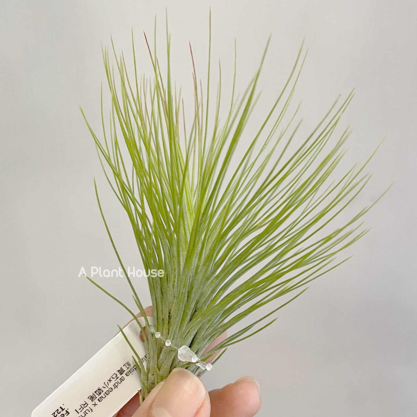 Tillandsia Andreana x Funckiana