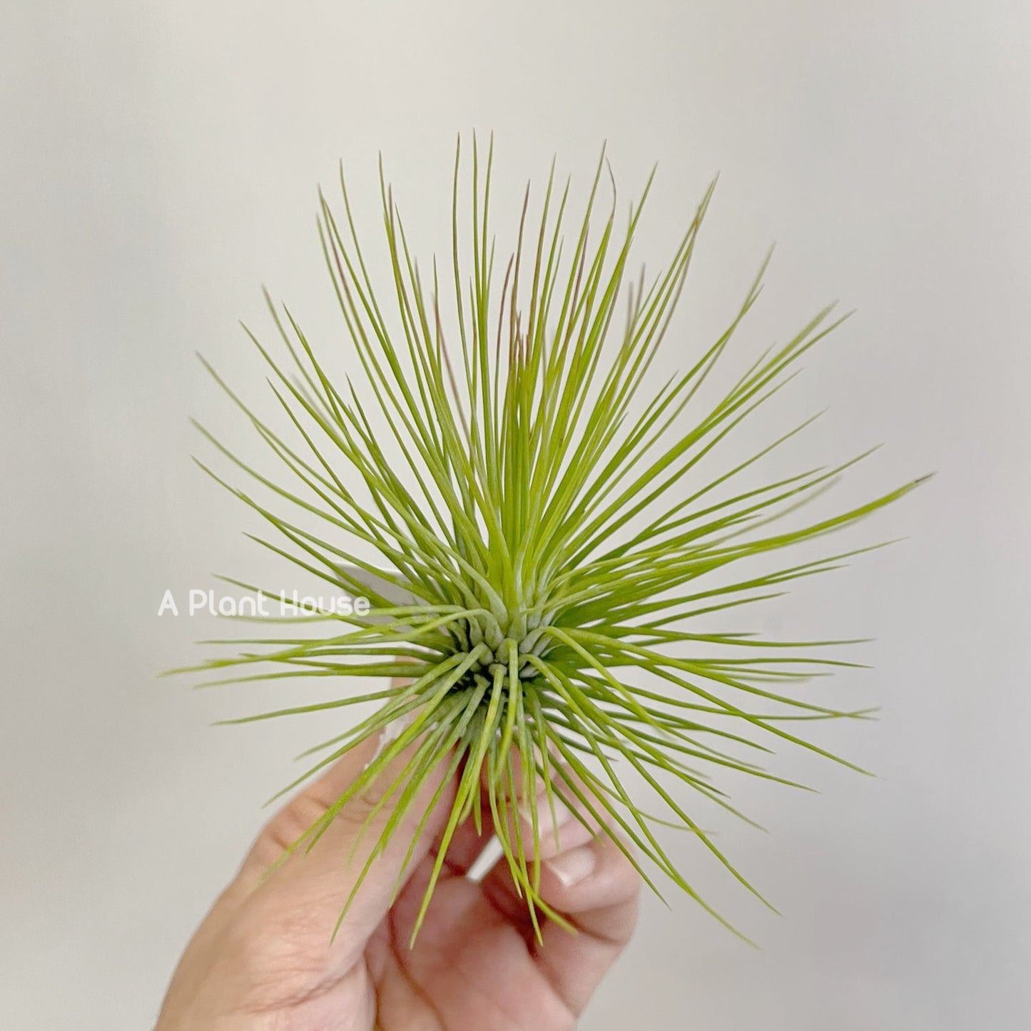 Tillandsia Andreana x Funckiana