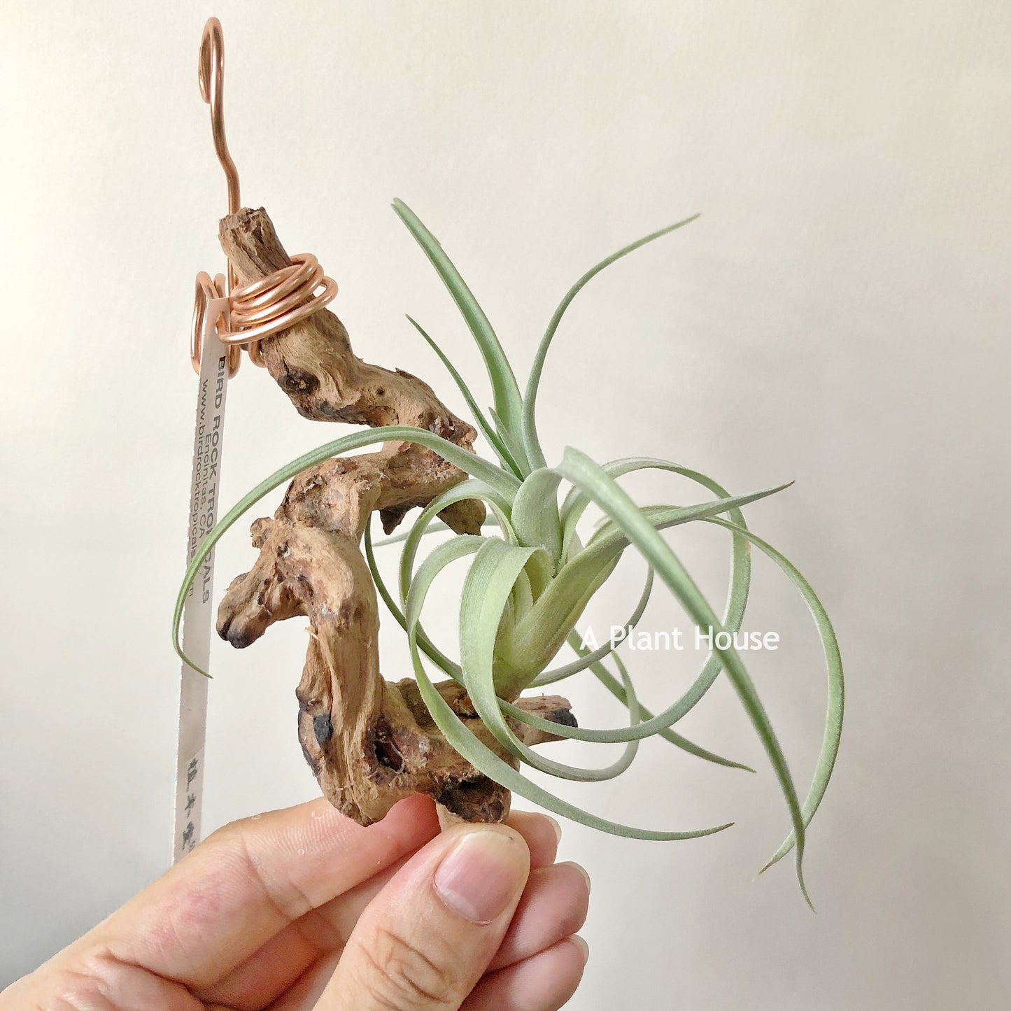Tillandsia Lorentziana Green Form