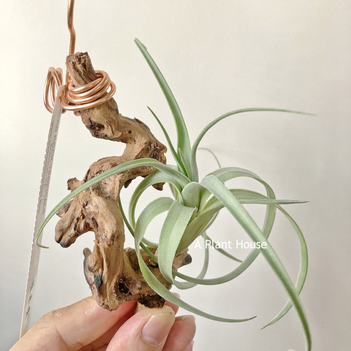 Tillandsia Lorentziana Green Form
