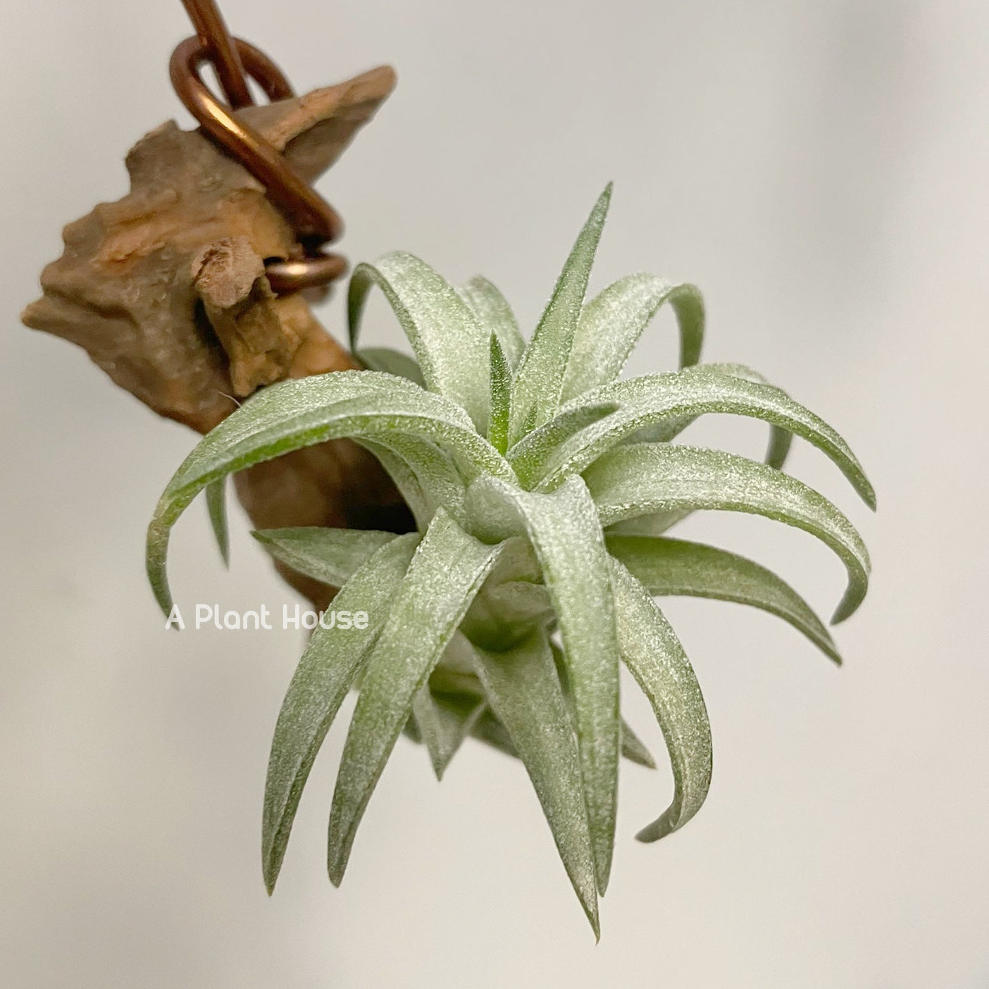 Tillandsia VanHyningii