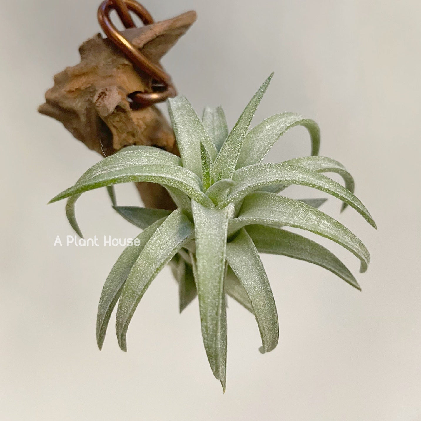 Tillandsia VanHyningii