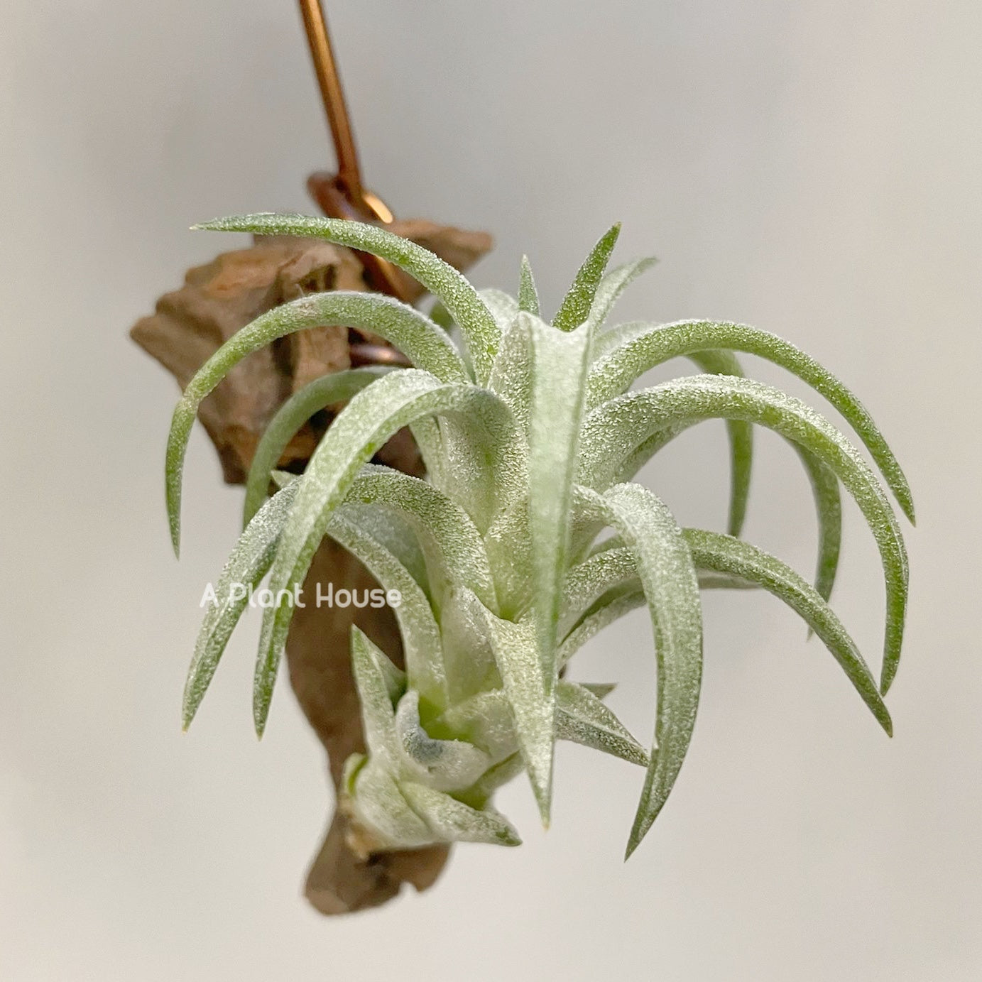 Tillandsia VanHyningii