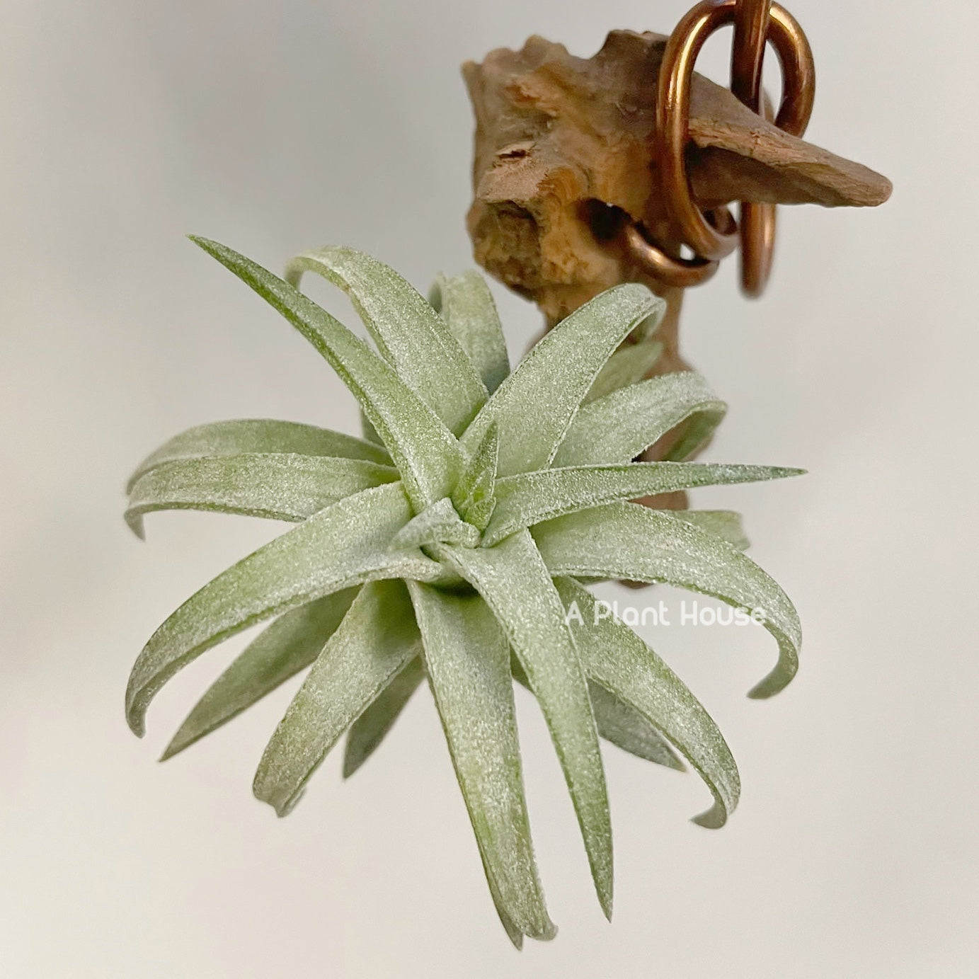 Tillandsia VanHyningii