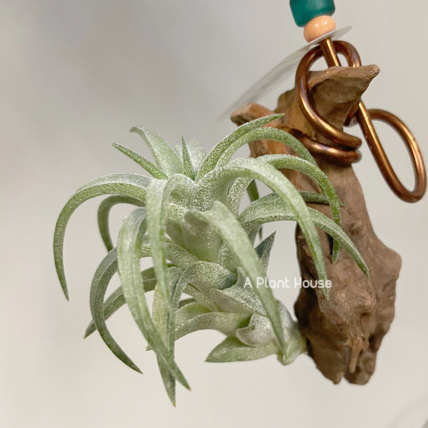 Tillandsia VanHyningii