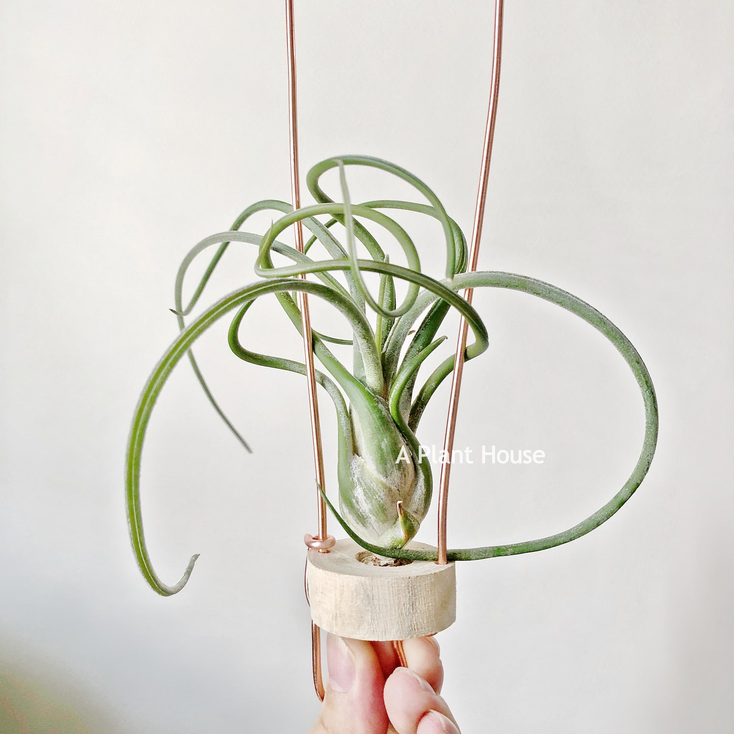 Tillandsia Caput-Medusae (Purple)
