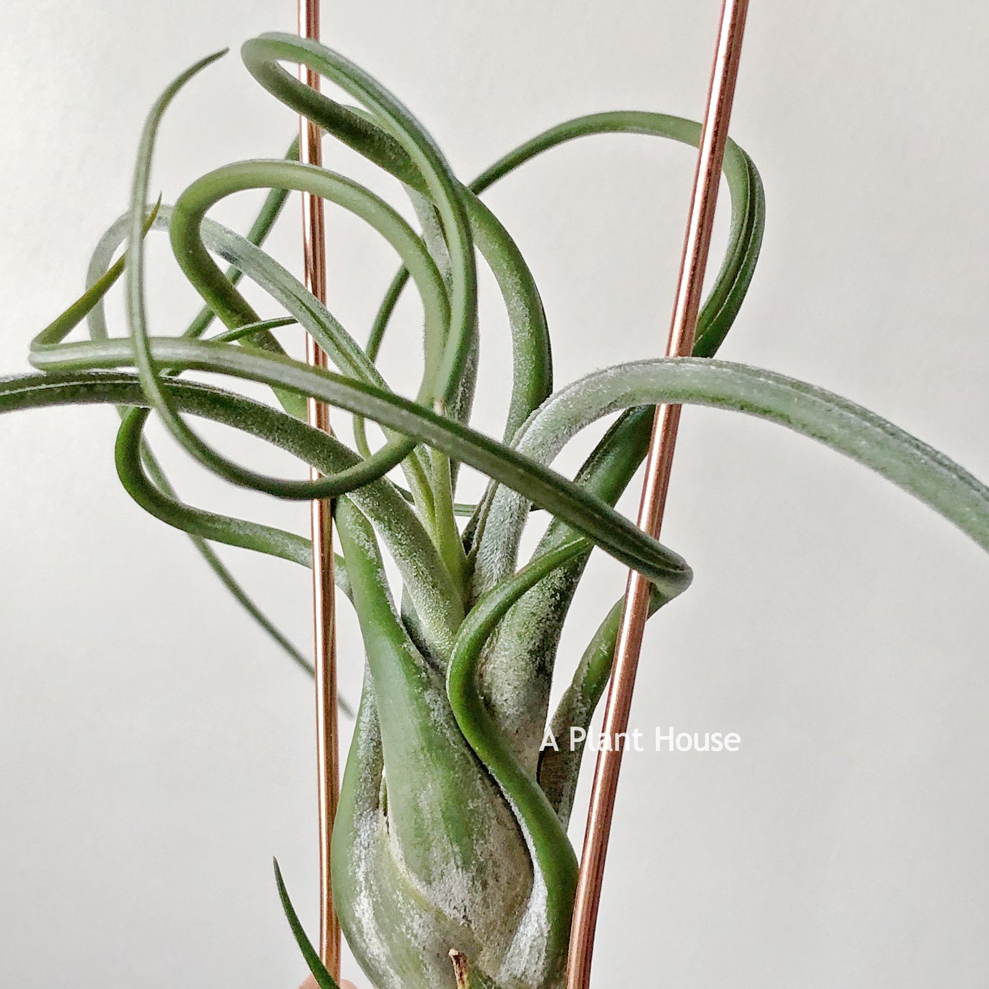 Tillandsia Caput-Medusae (Purple)