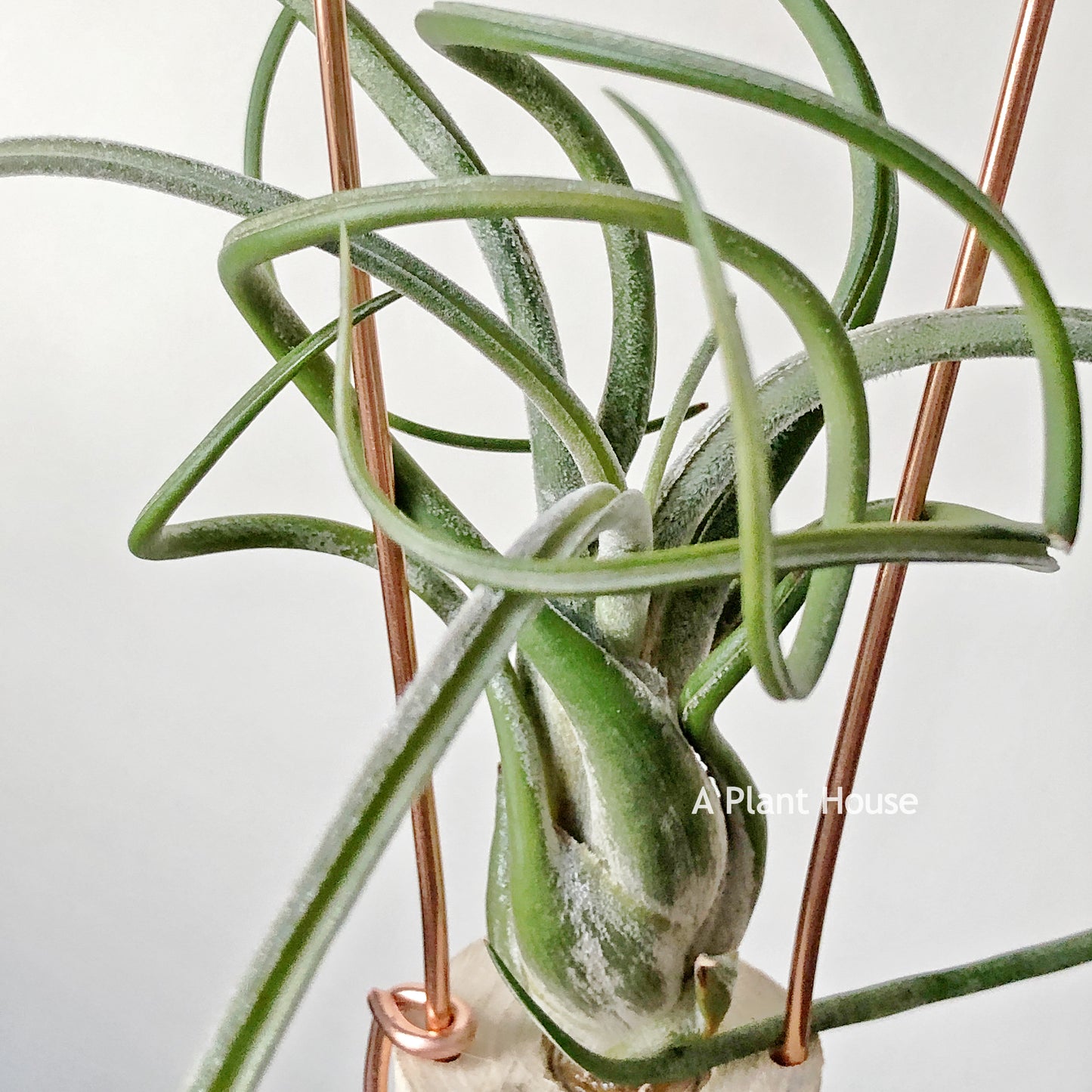 Tillandsia Caput-Medusae (Purple)