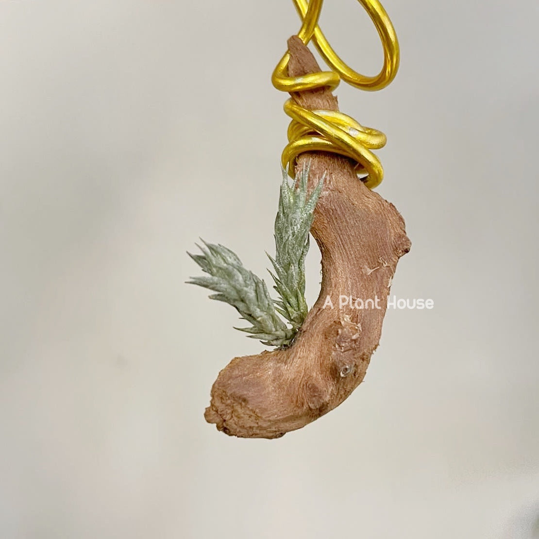 Tillandsia Tricholepis