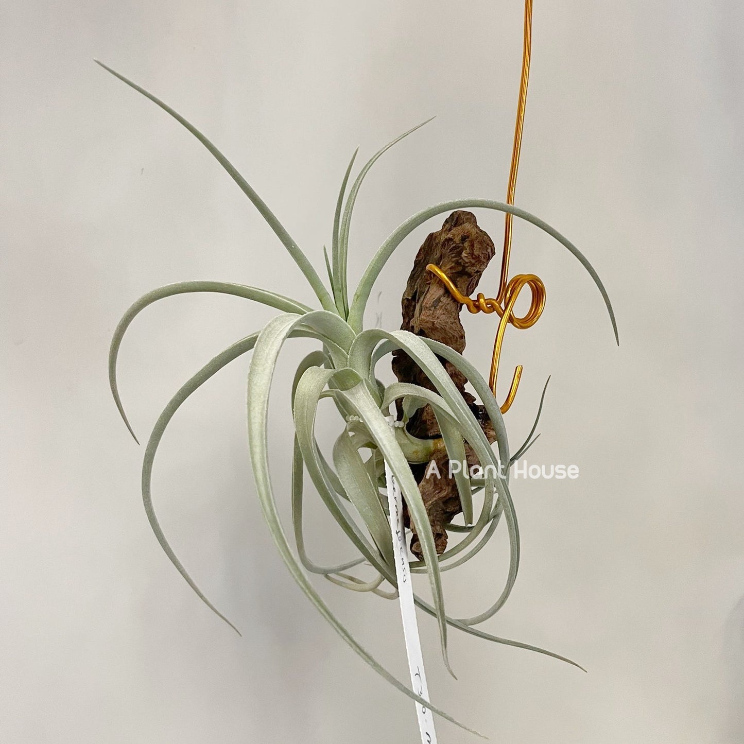 Tillandsia Bermejoensis