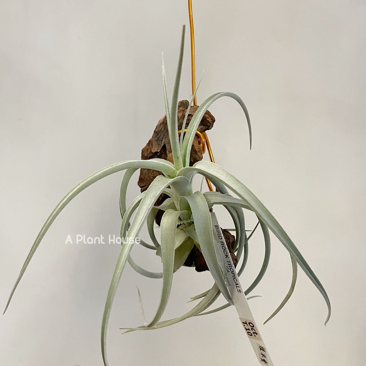Tillandsia Bermejoensis