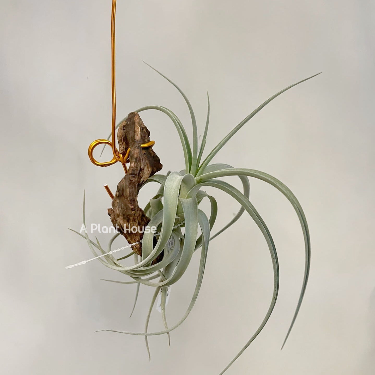 Tillandsia Bermejoensis