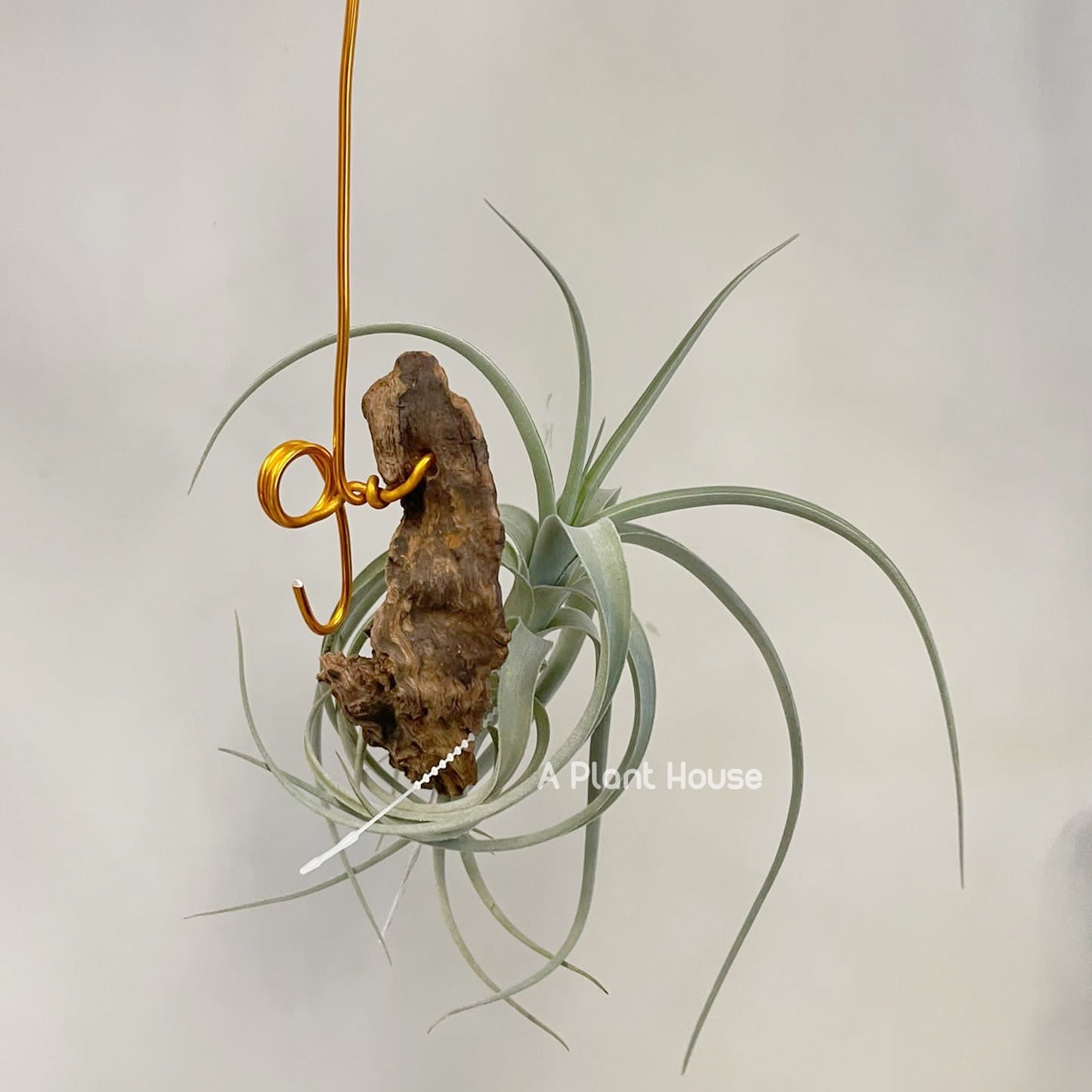 Tillandsia Bermejoensis