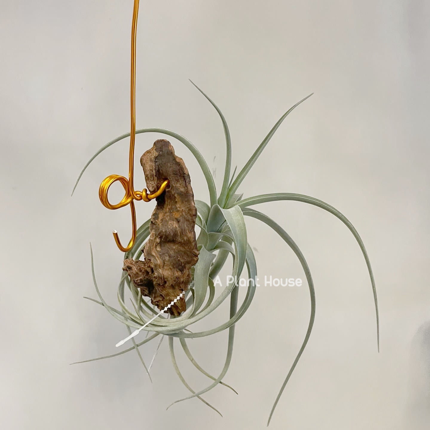 Tillandsia Bermejoensis