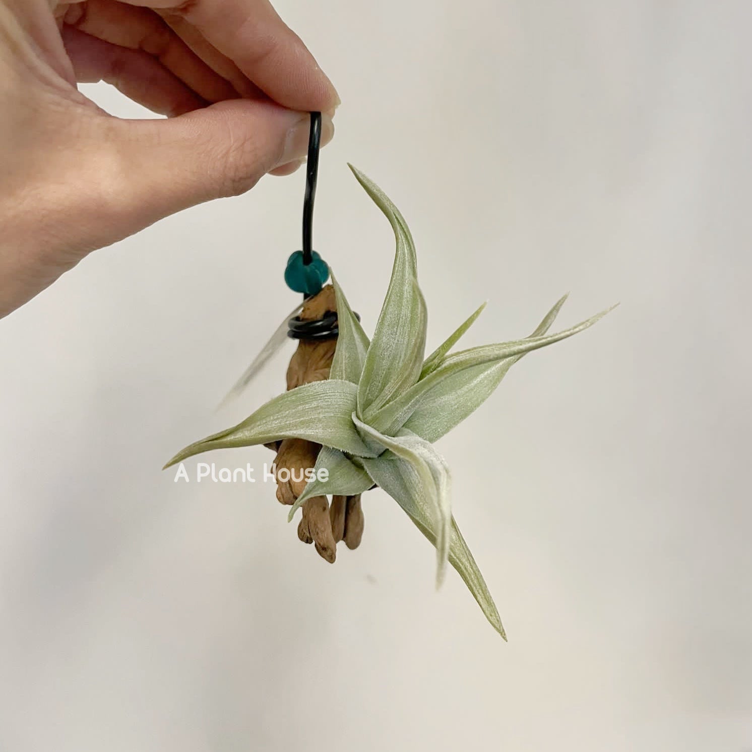 Tillandsia Xiphioides F. Dotterer – APlantHouse