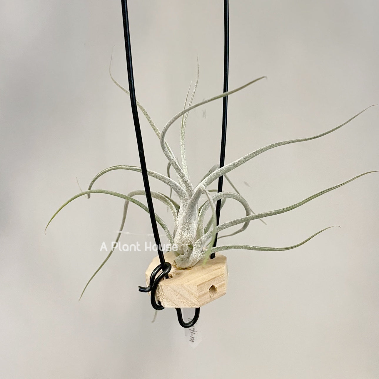 Tillandsia Queen’s Charm
