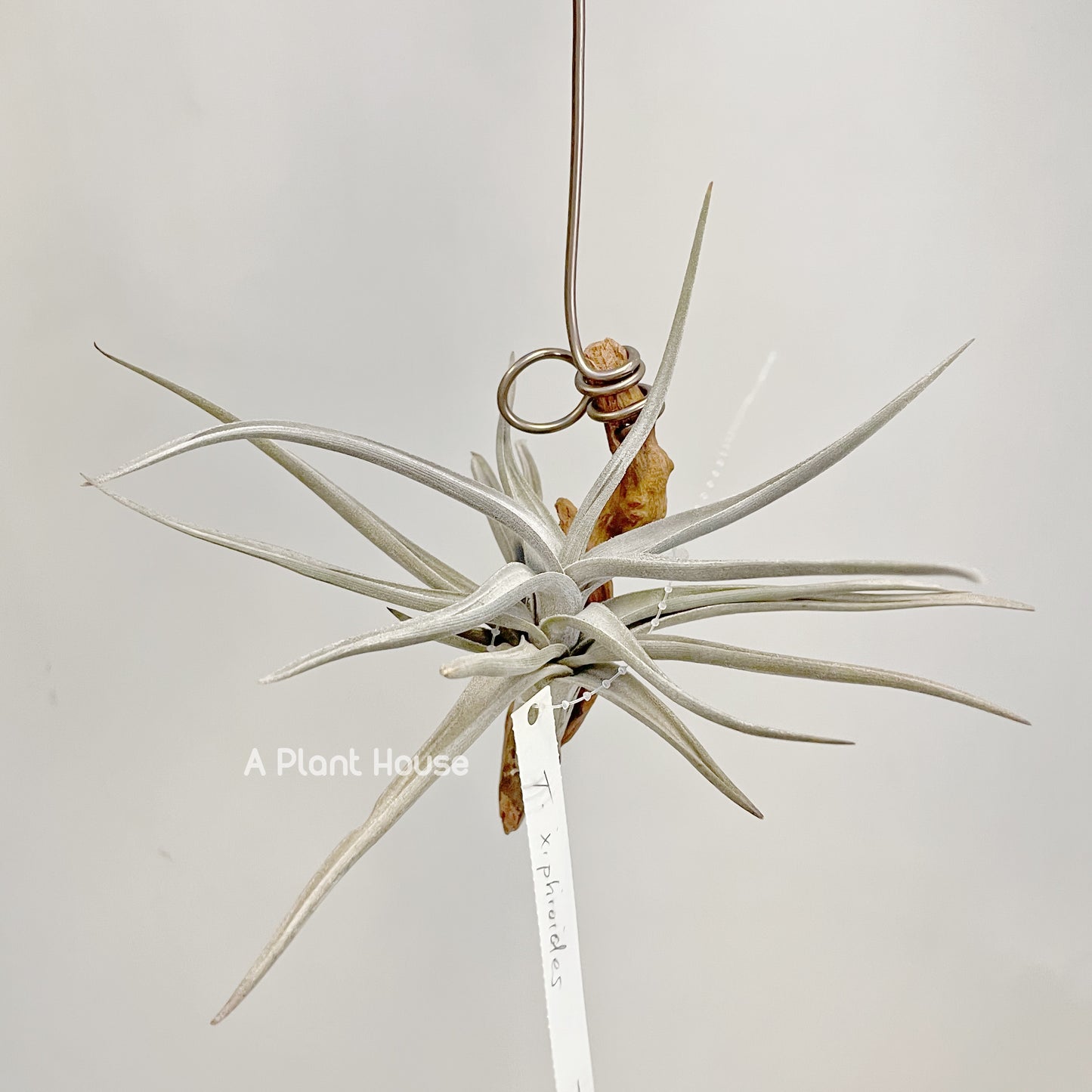Tillandsia Xiphioides