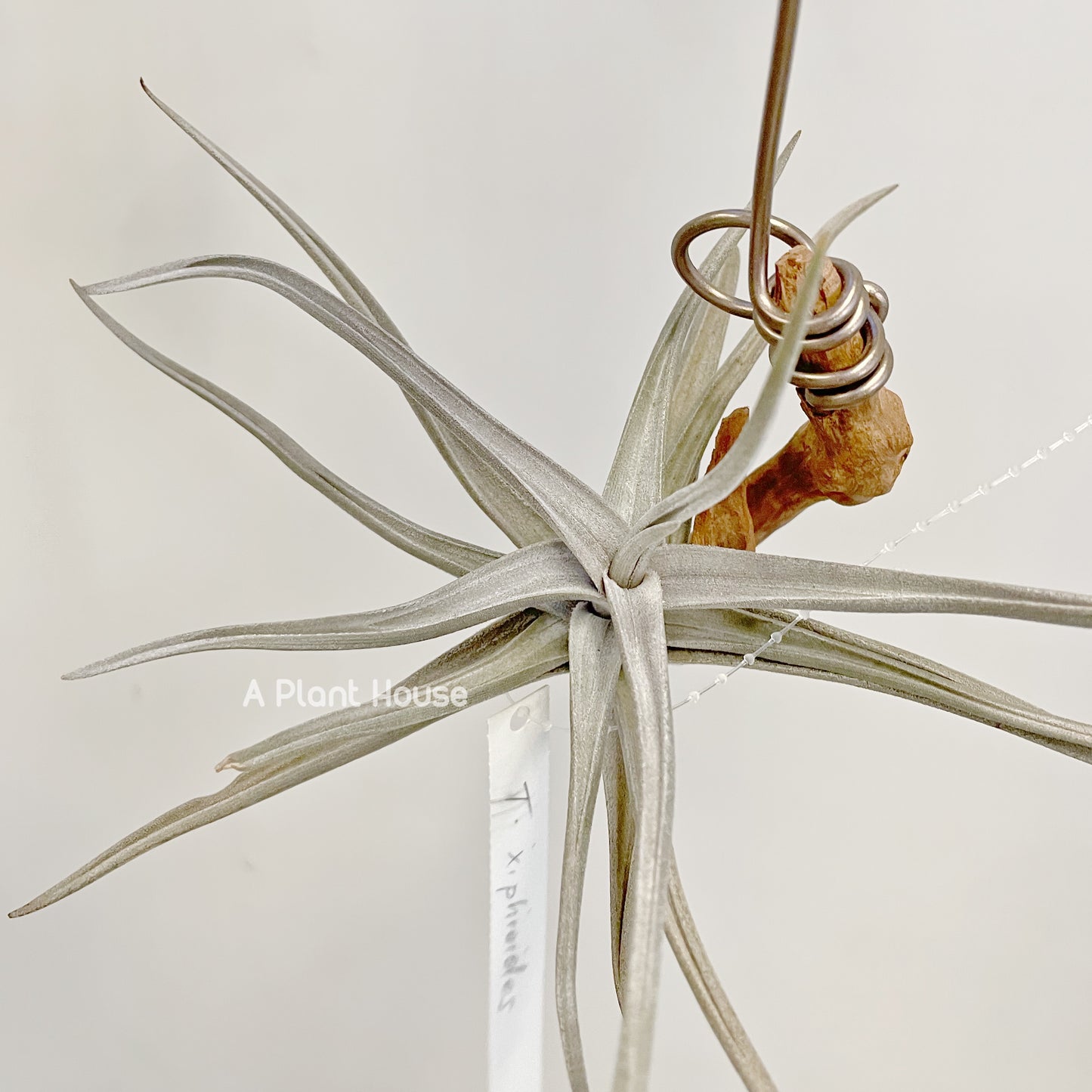 Tillandsia Xiphioides