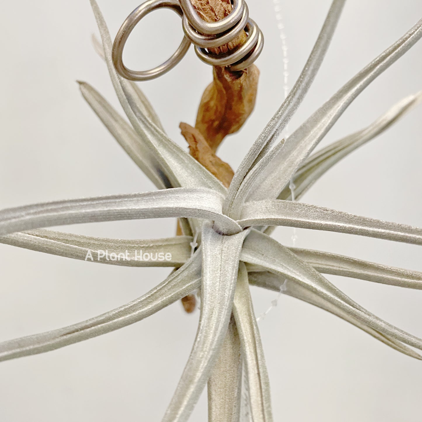 Tillandsia Xiphioides