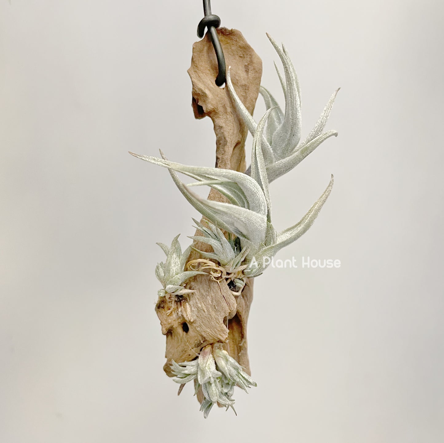 Tillandsia Xiphioides