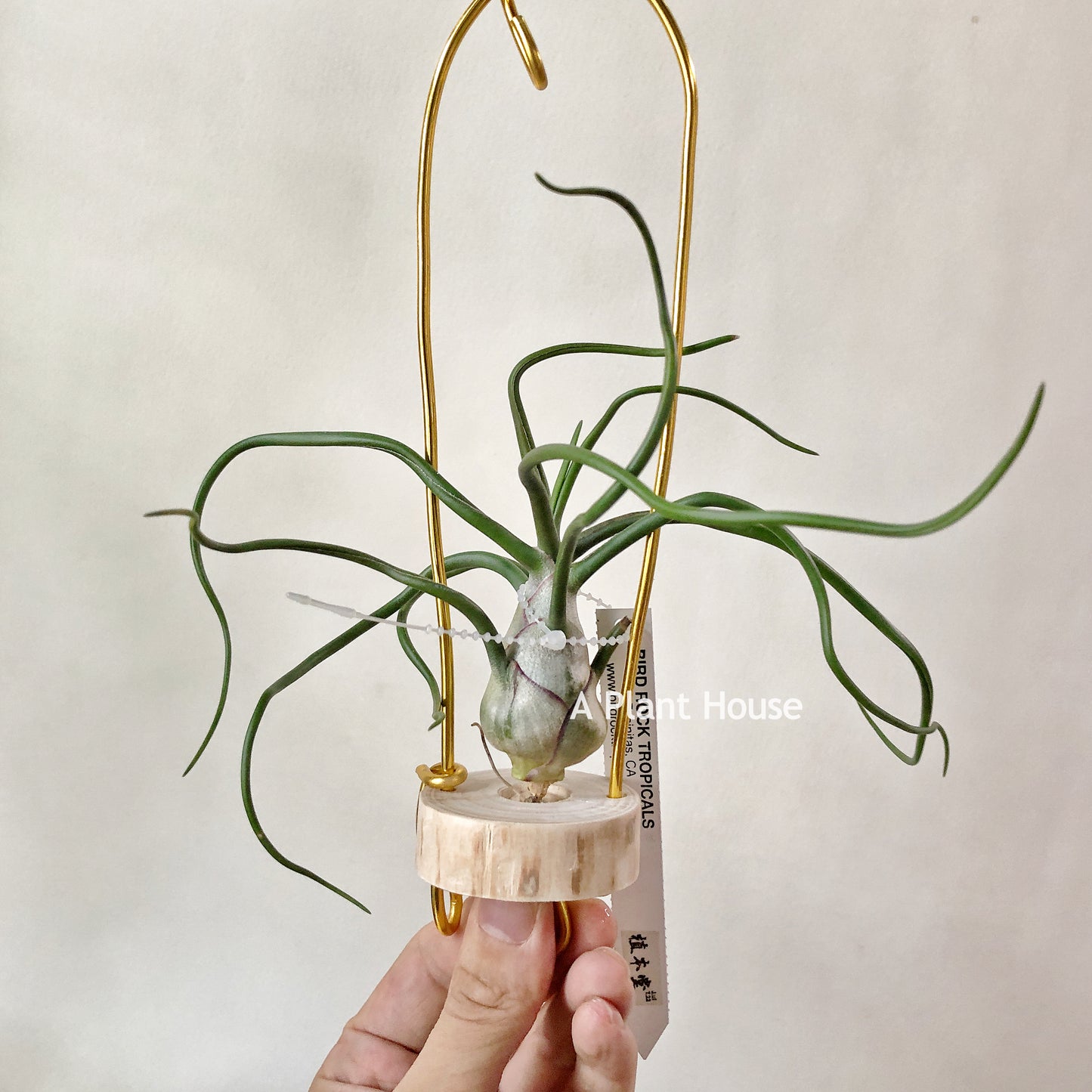Tillandsia Bulbosa Belize