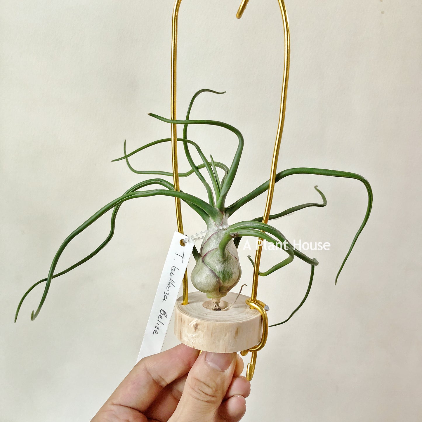 Tillandsia Bulbosa Belize