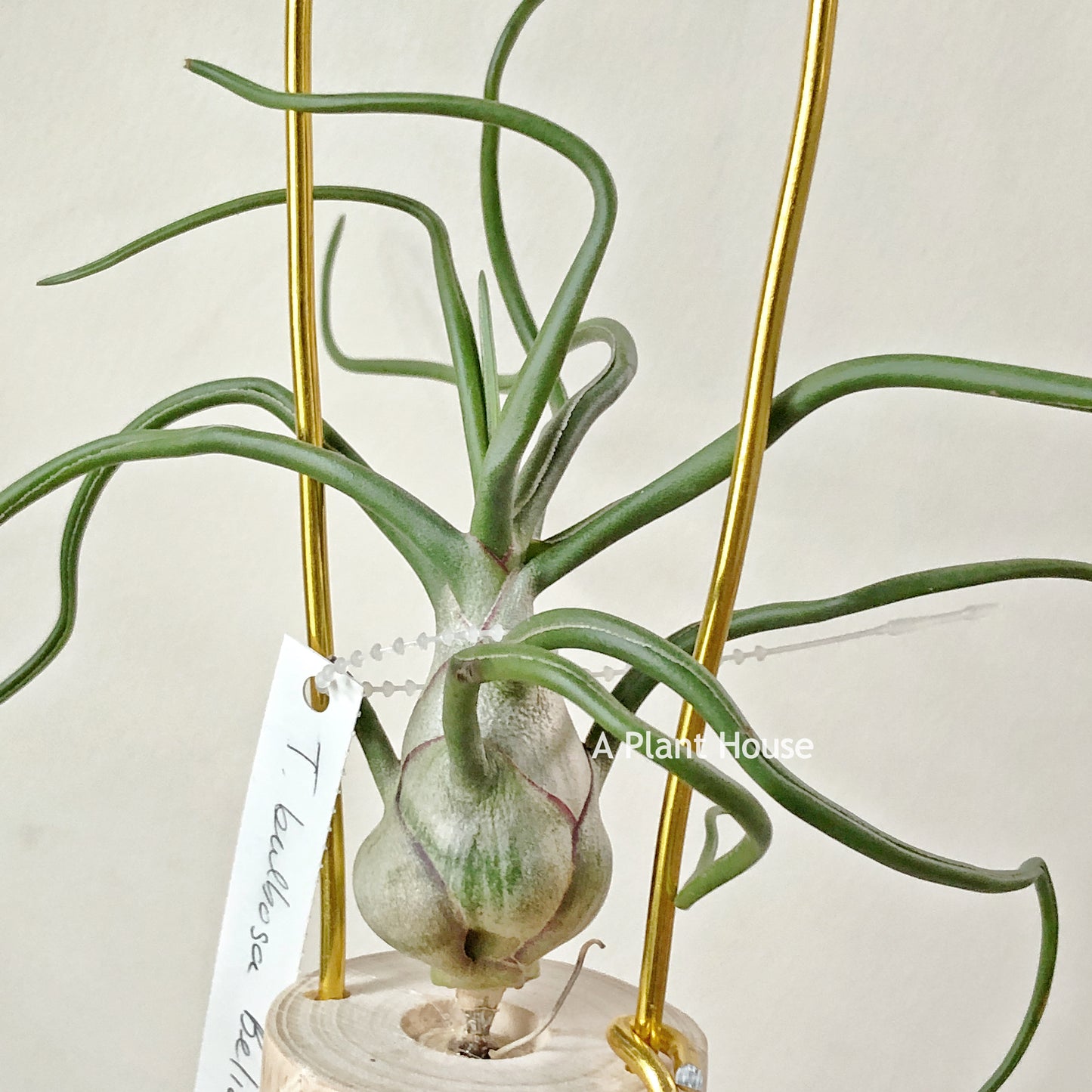 Tillandsia Bulbosa Belize