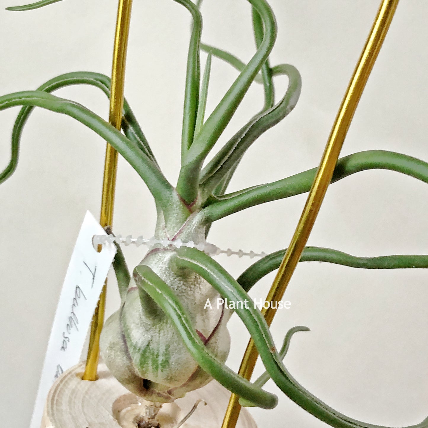 Tillandsia Bulbosa Belize