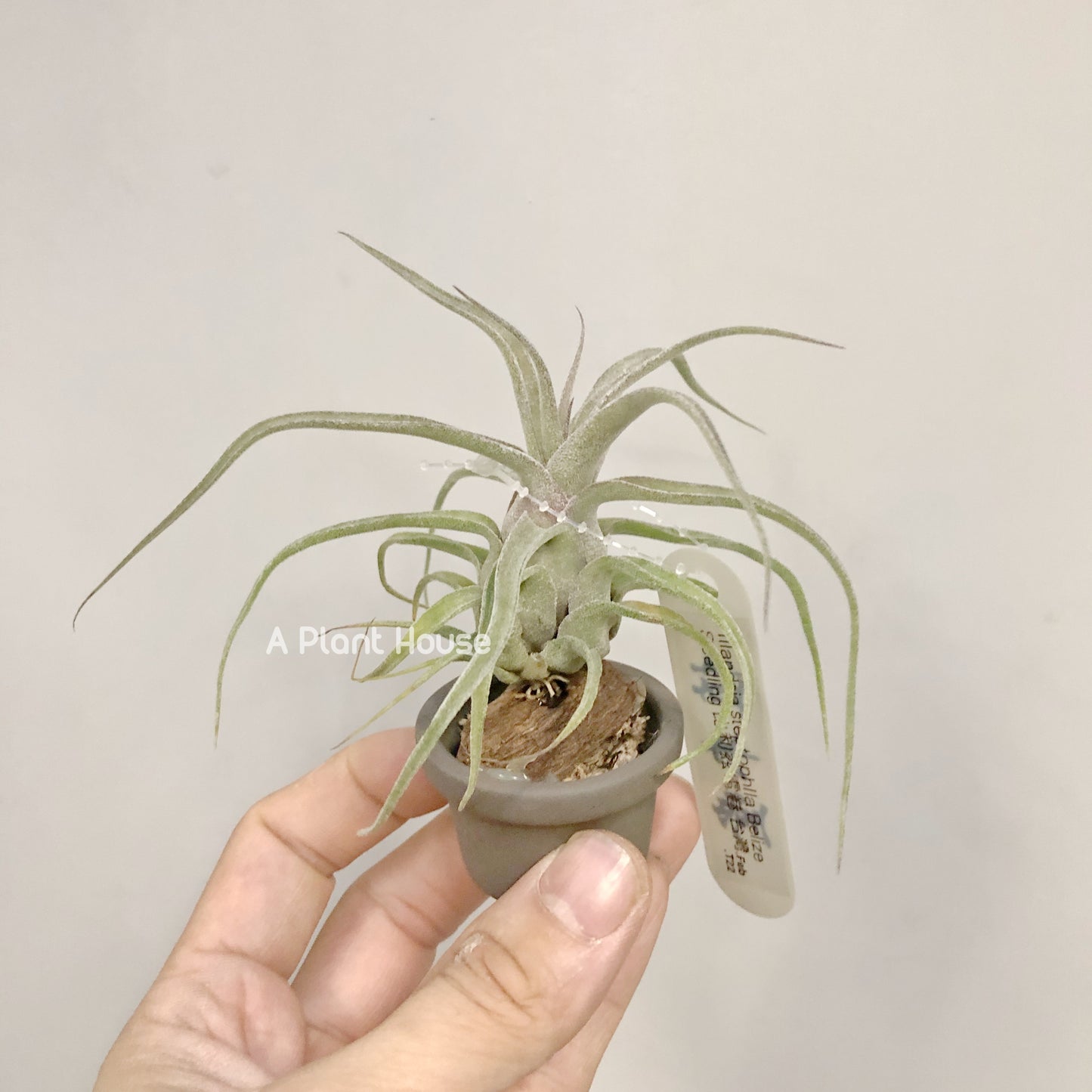 Tillandsia Streptophylla Belize from