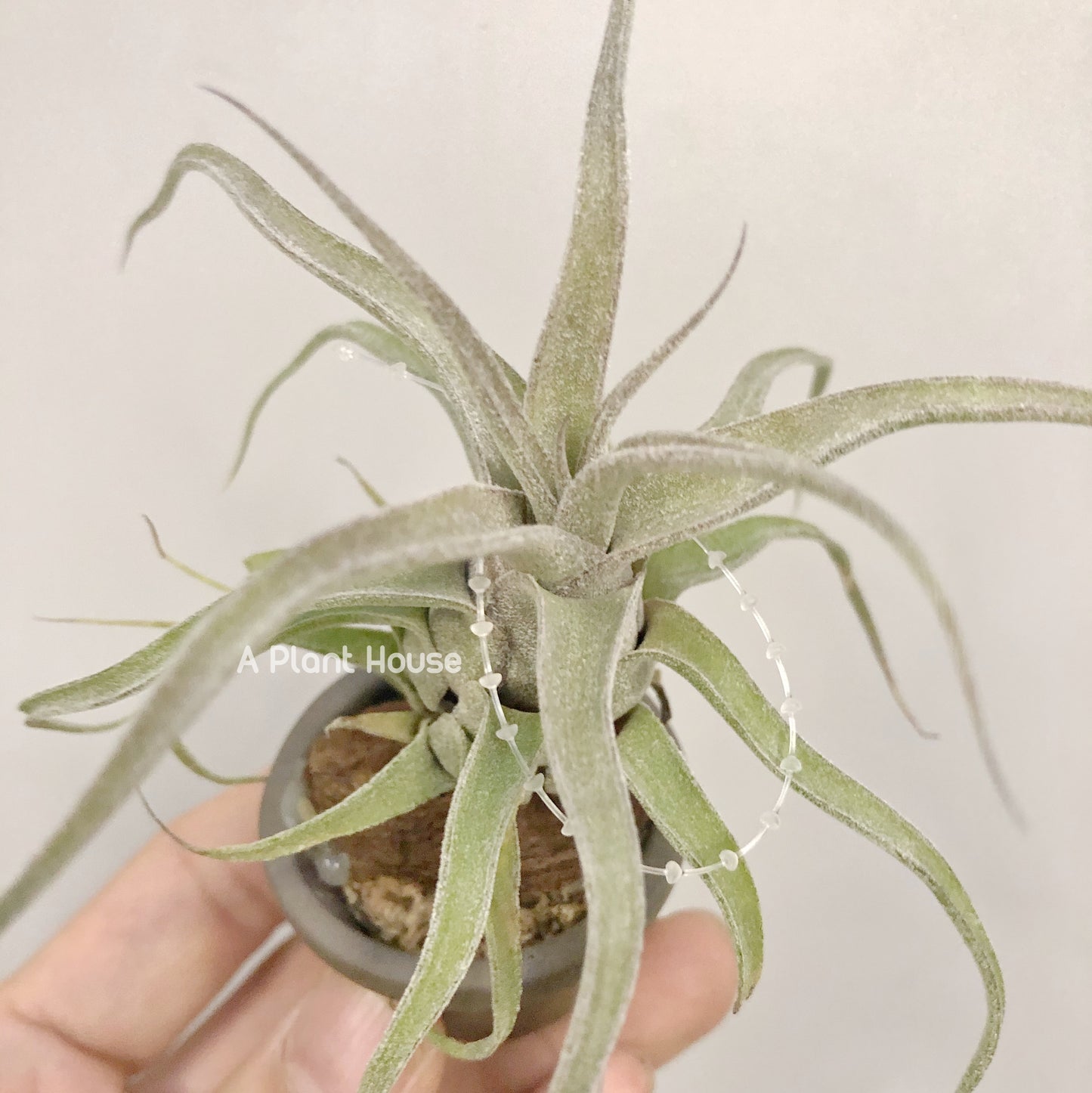 Tillandsia Streptophylla Belize from