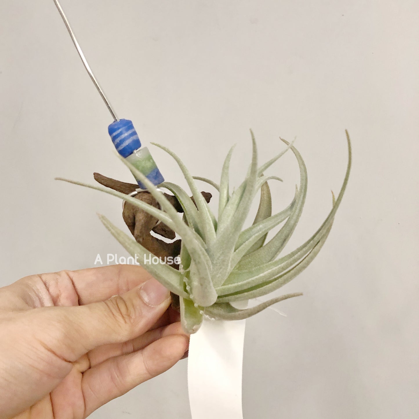 Tillandsia Leonamiana