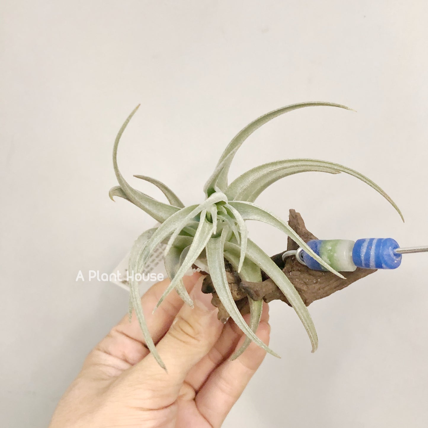 Tillandsia Leonamiana