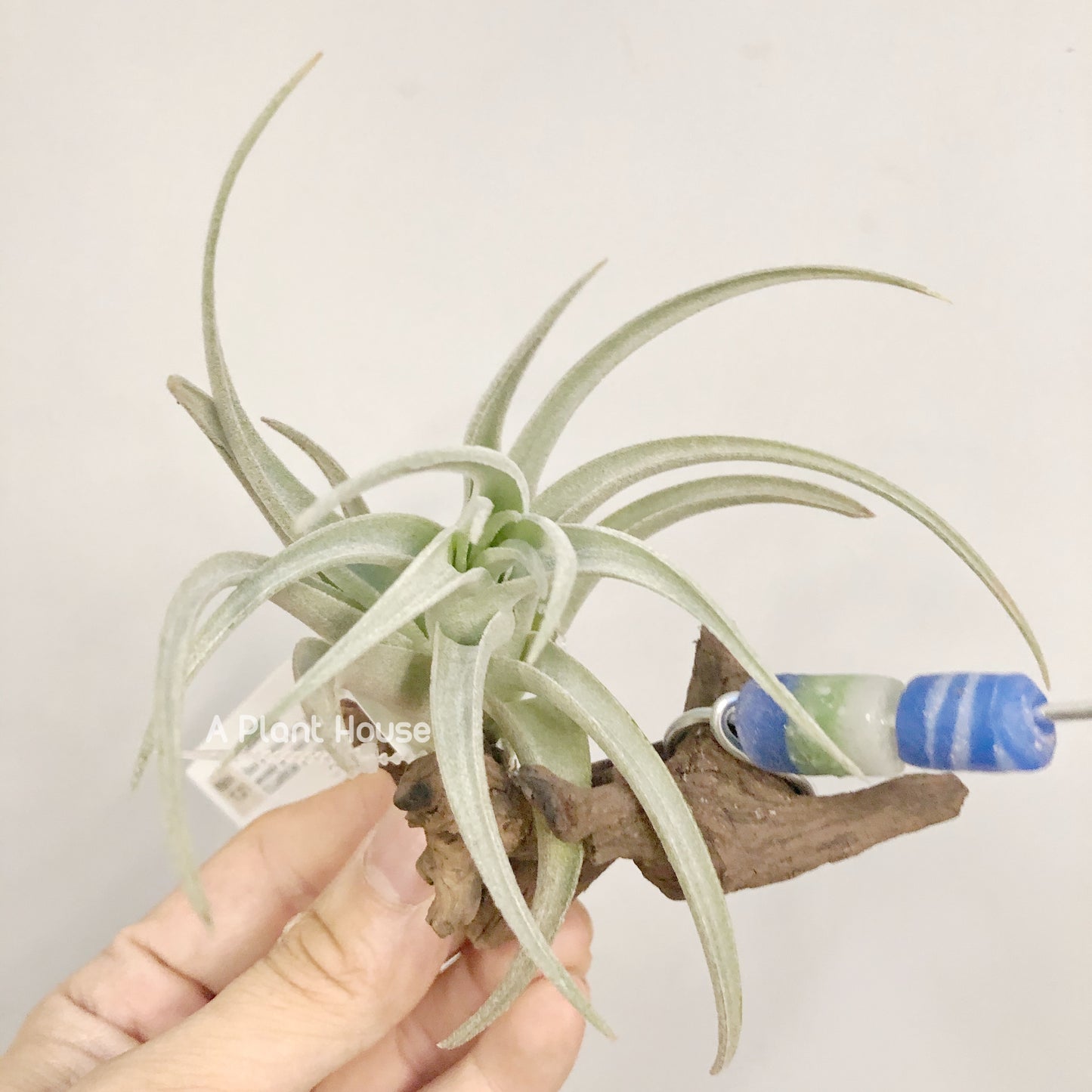 Tillandsia Leonamiana