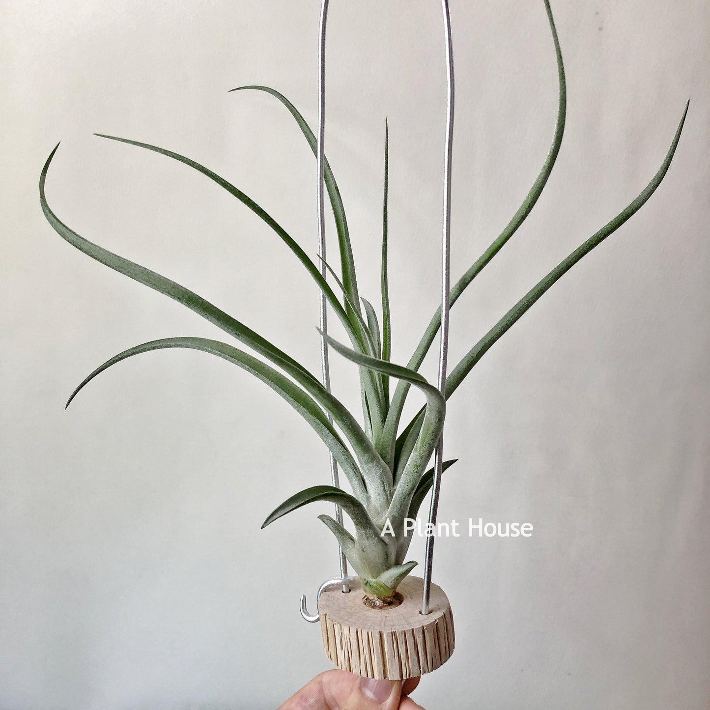 Tillandsia Capitata Peach x (Bulbosa x Streptophylla)