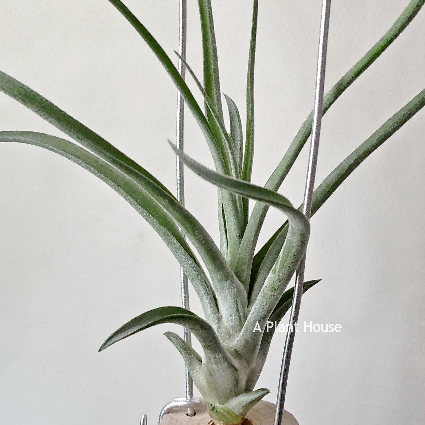 Tillandsia Capitata Peach x (Bulbosa x Streptophylla)