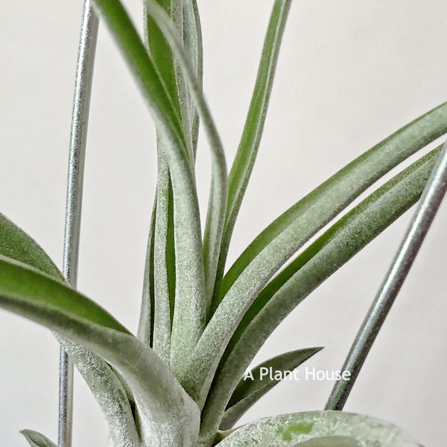 Tillandsia Capitata Peach x (Bulbosa x Streptophylla)