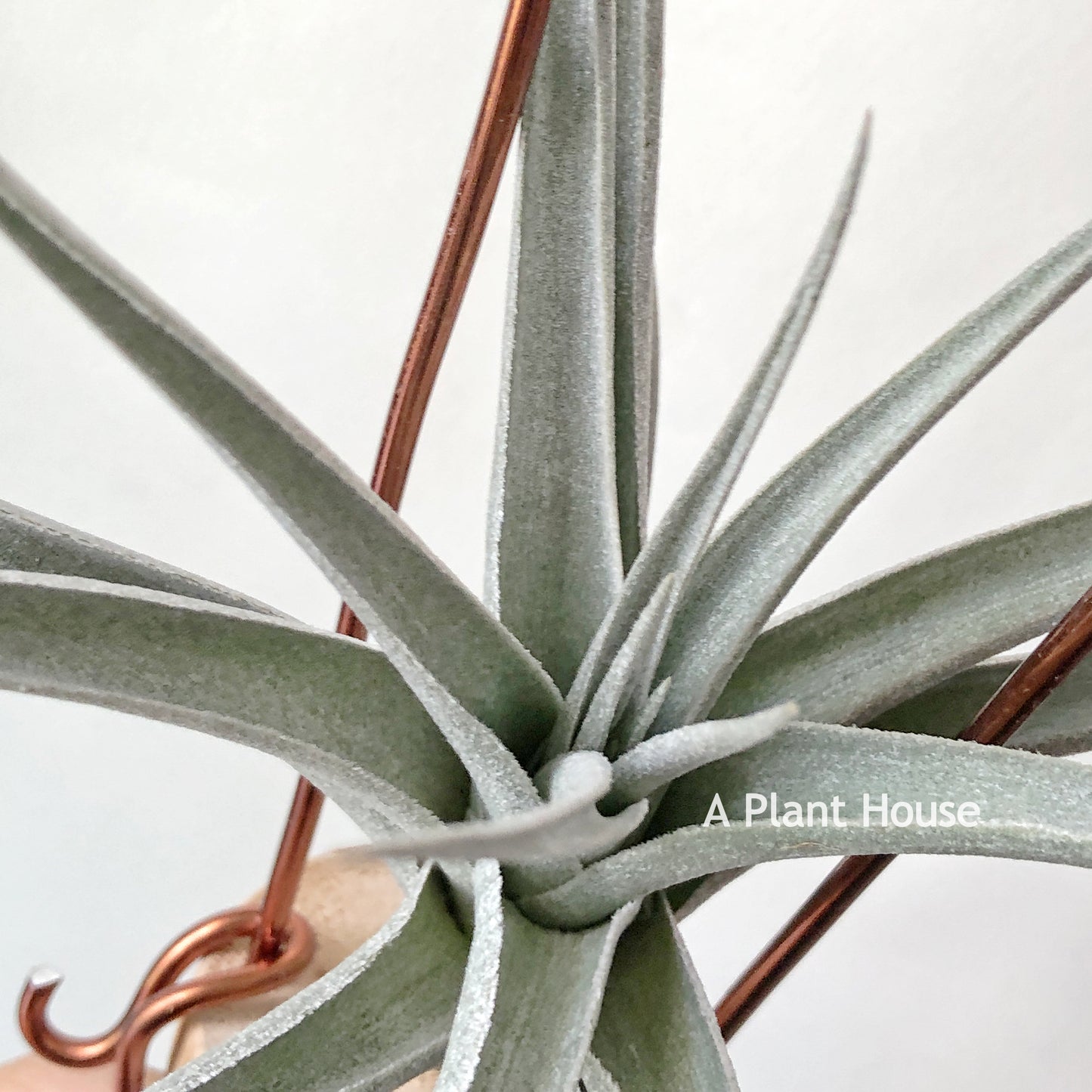 Tillandsia Ixiodes x Edithae