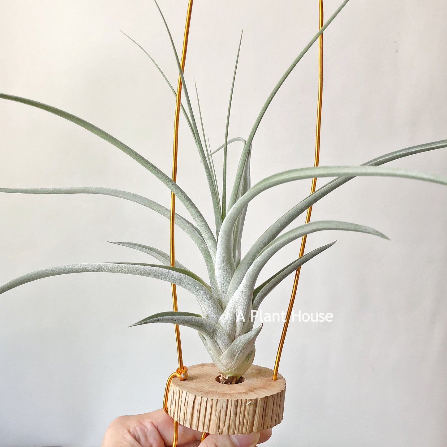 Tillandsia Bird Rock Magic