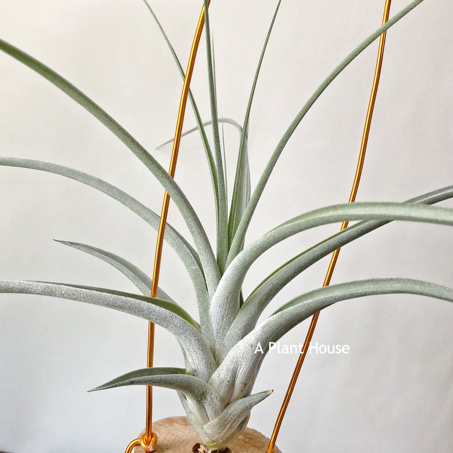 Tillandsia Bird Rock Magic