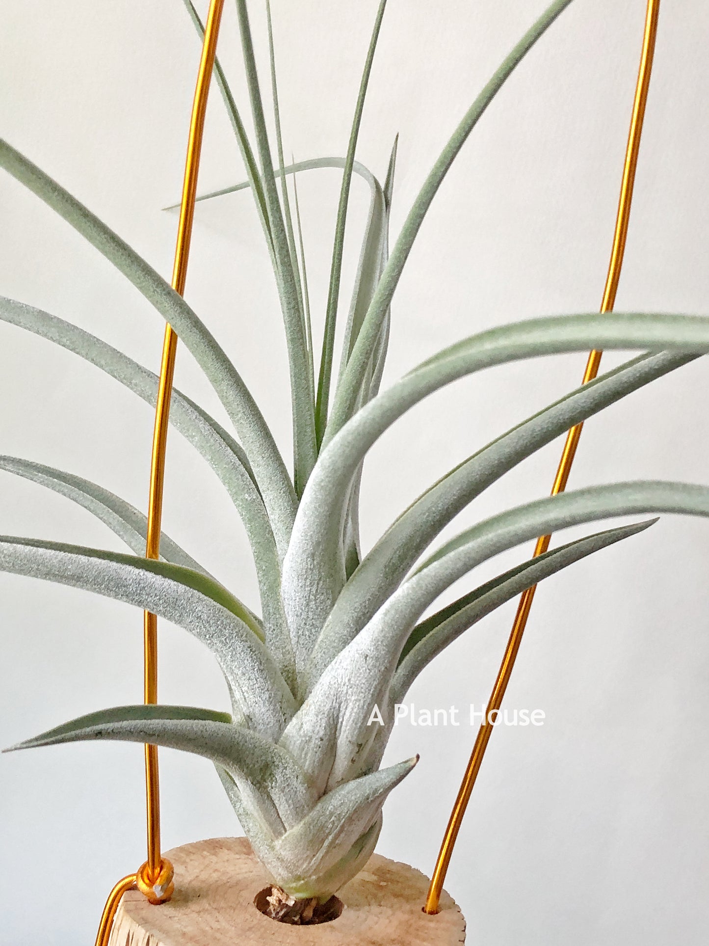 Tillandsia Bird Rock Magic