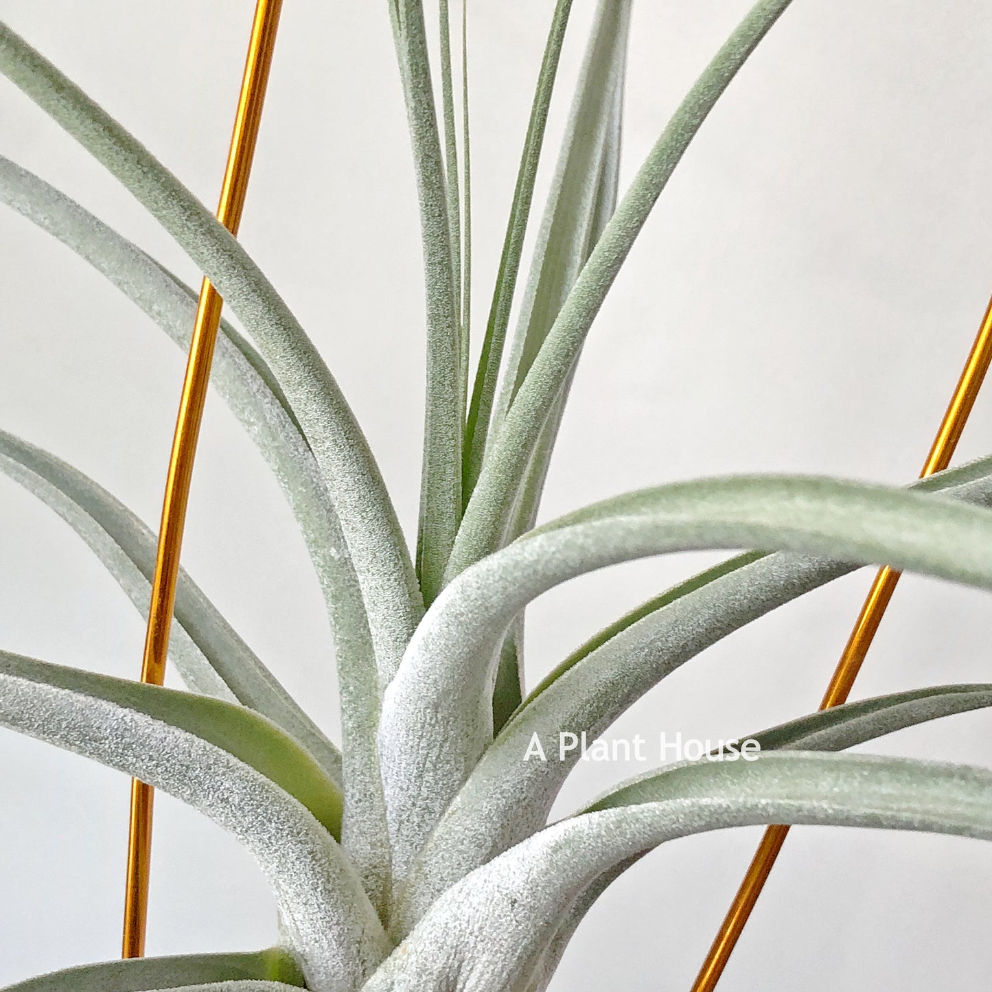 Tillandsia Bird Rock Magic
